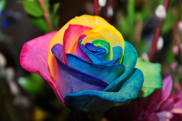 Rainbow Rose